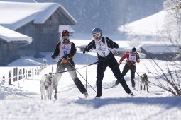 Lenk 2013
